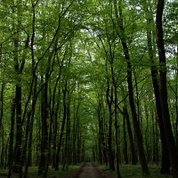 Urbana bioraznolikost