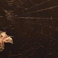 Urbana bioraznolikost