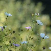 Urbana bioraznolikost