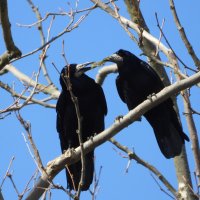 Urbana bioraznolikost