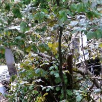 Mjesto pada aviona nalazi se na nepristupačnom šumovitom terenu