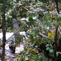 Mjesto pada aviona nalazi se na nepristupačnom šumovitom terenu