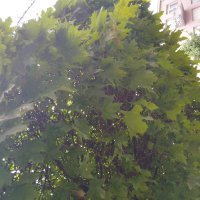 Nokia G11 primjeri fotografija