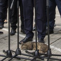 Plenković i maca
