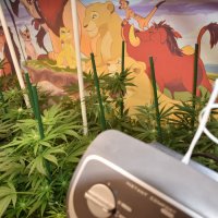 Laboratorij za uzgoj marihuane