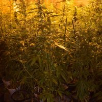 Laboratorij za uzgoj marihuane