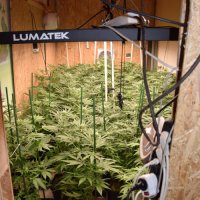 Laboratorij za uzgoj marihuane