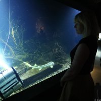 AquatiKa predstavila prvi robot perač akvarija