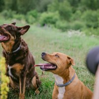 Pet Almighty Photography