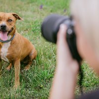 Pet Almighty Photography