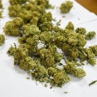 Kod Vodica otkriven laboratorij, pola tone stabljika i 16 kilograma marihuane