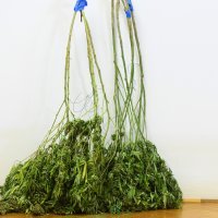 Kod Vodica otkriven laboratorij, pola tone stabljika i 16 kilograma marihuane