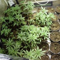 Zapljena droge u Zagrebu