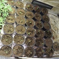 Zapljena droge u Zagrebu