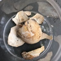 Kornjača pronađena u Pompejima