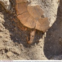 Kornjača pronađena u Pompejima