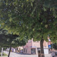 Honor Magic4 Pro primjeri fotografija