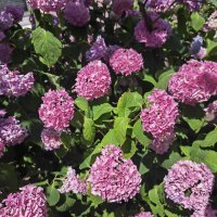 Honor Magic4 Pro primjeri fotografija