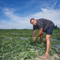 Predrag Tomašević, uzgajivač lubenica u Baranji