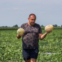 Predrag Tomašević, uzgajivač lubenica u Baranji