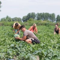 Predrag Tomašević, uzgajivač lubenica u Baranji