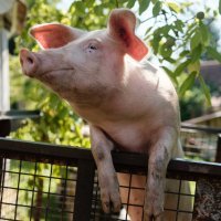 Film Nosila je rubac črleni