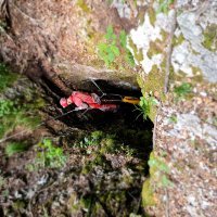 Josip Lukačević Lux, Thrillseeker