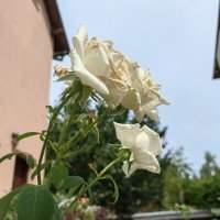 Huawei Mate Xs 2 primjeri fotografija