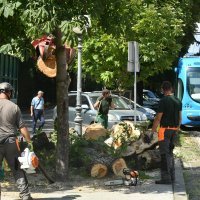 Stablo palo na ženu