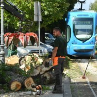 Stablo palo na ženu