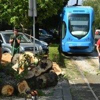 Stablo palo na ženu