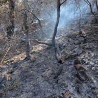 Požar koji je buknuo na brdu Kotor stavljen je pod kontrolu