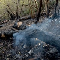 Požar koji je buknuo na brdu Kotor stavljen je pod kontrolu