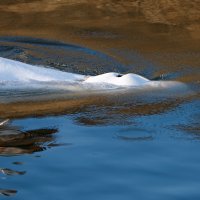 Spašavanje kita beluge iz Seine