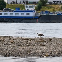 Rijeka Rajna, srpanj 2022.