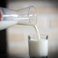 Krave muzare, proizvodnja mlijeka