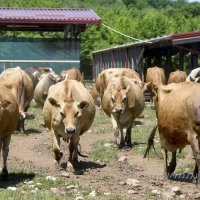 Krave muzare, proizvodnja mlijeka