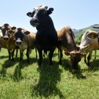 Krave muzare, proizvodnja mlijeka