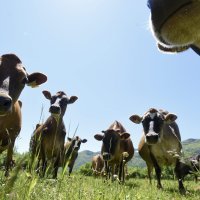 Krave muzare, proizvodnja mlijeka