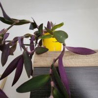 Samsung Galaxy Z Fold4 primjeri fotografija