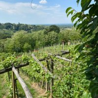 Wine & Relax Sveti Martin na Muri