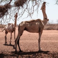 Rog Afrike petu je godinu bez kiše