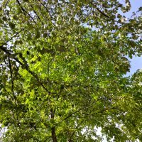 Honor 70 primjeri fotografija