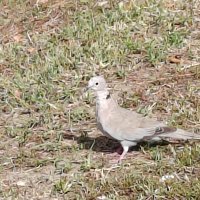 Honor 70 primjeri fotografija