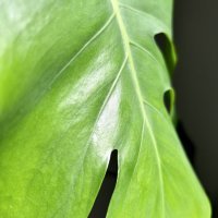 iPhone 14 primjeri fotografija