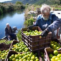 Berba mandarina u dolini Neretve