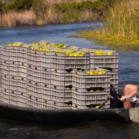 Berba mandarina u dolini Neretve