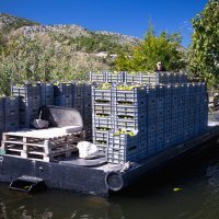 Berba mandarina u dolini Neretve