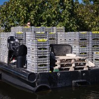 Berba mandarina u dolini Neretve