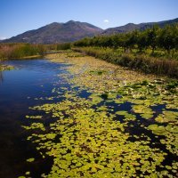 Rukavci na delti rijeke Neretve